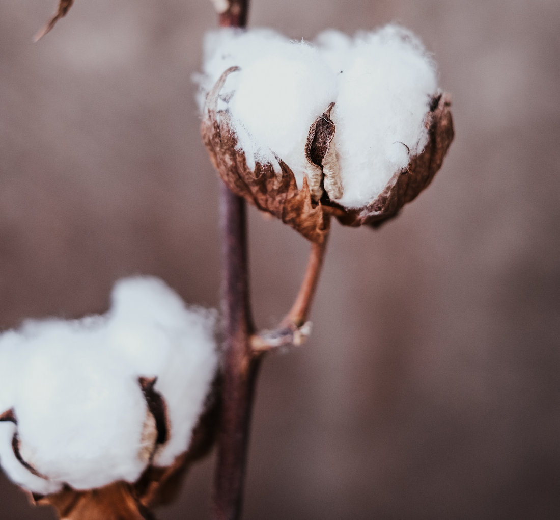 What in the World is Organic Cotton?